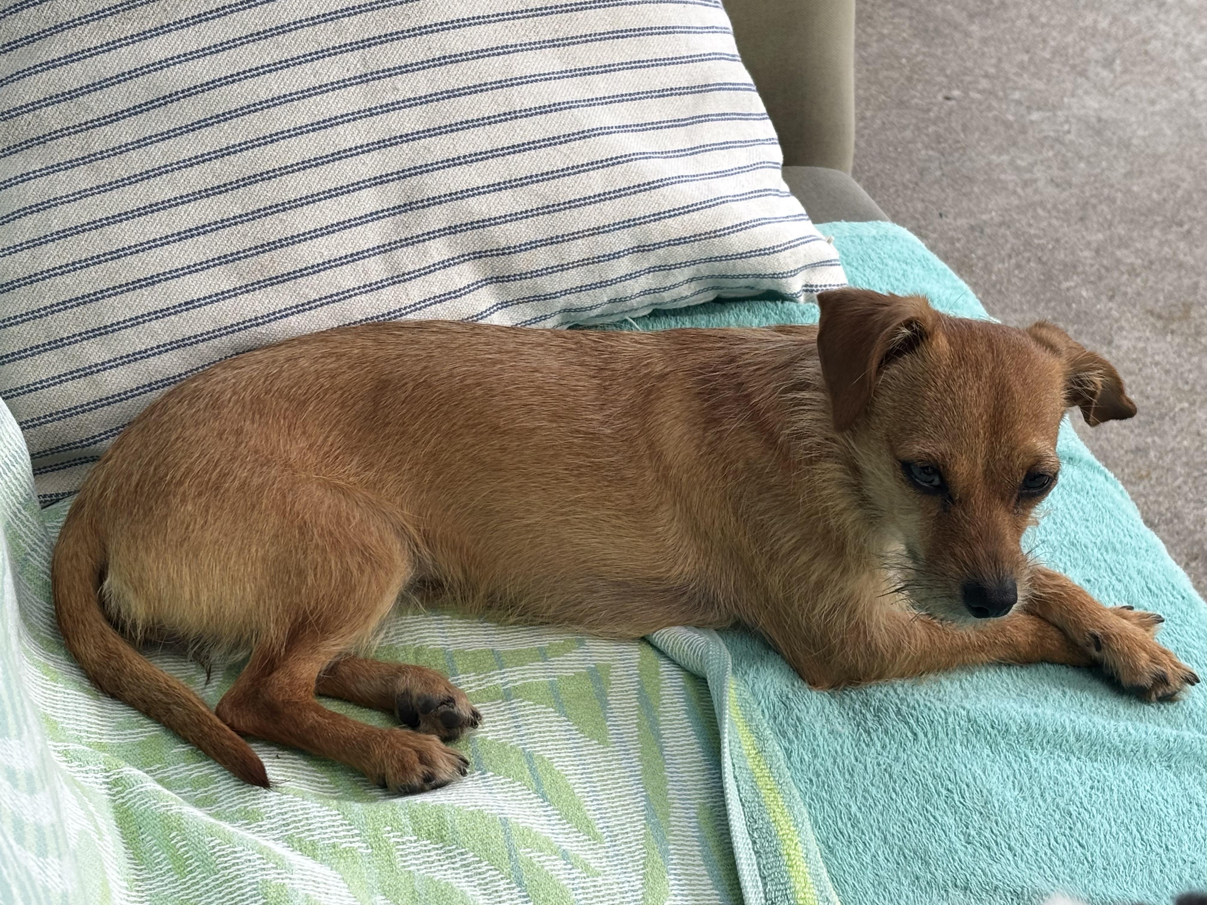 Barbie, an adoptable mixed breed in Los Angeles, CA image 3/4
