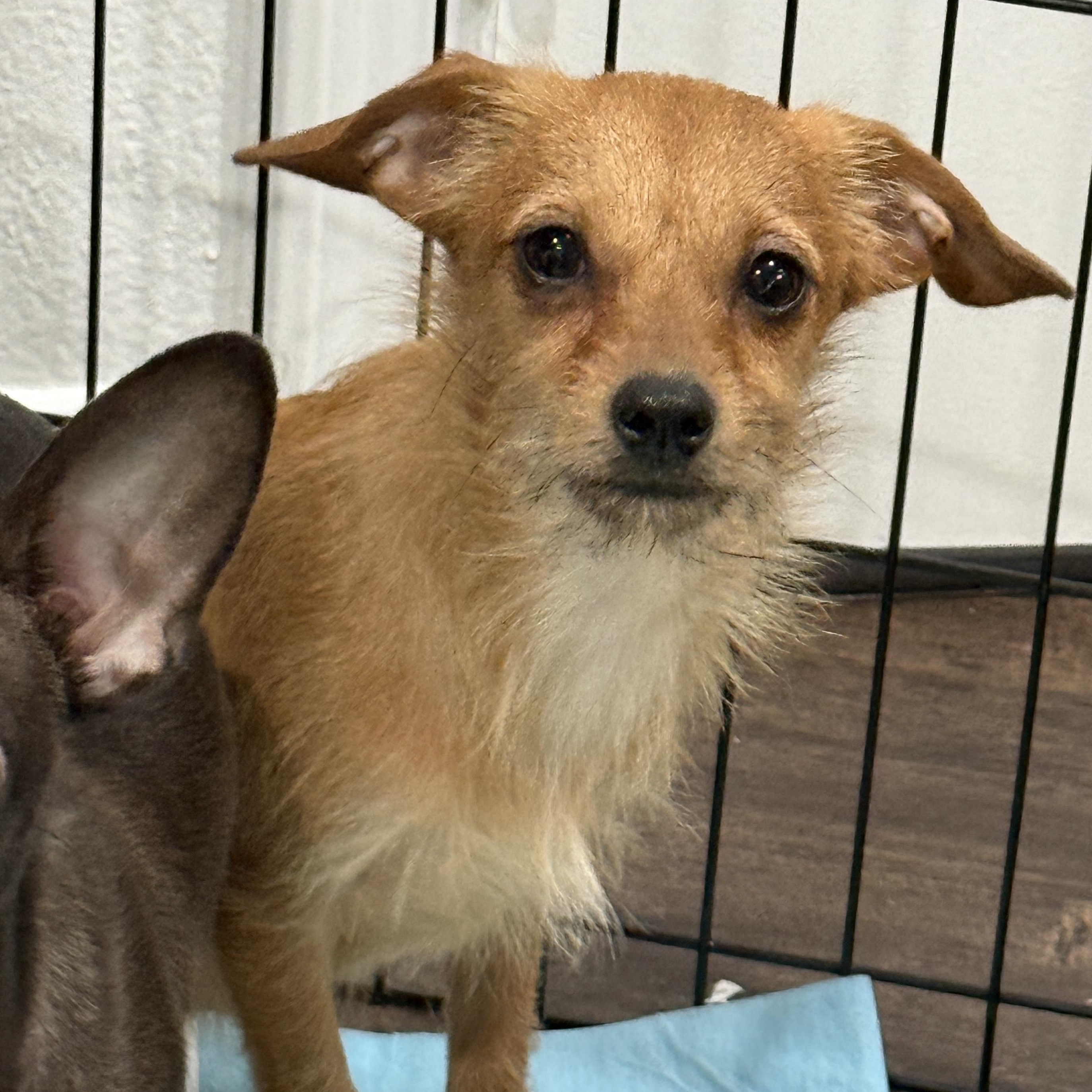 Barbie, an adoptable mixed breed in Los Angeles, CA image 2/4
