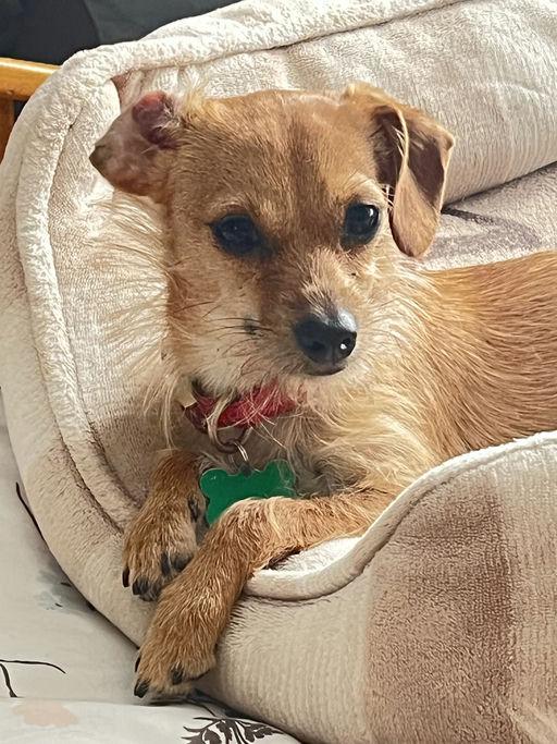 Enlarge Barbie, an adoptable mixed breed in Los Angeles, CA image 6/6