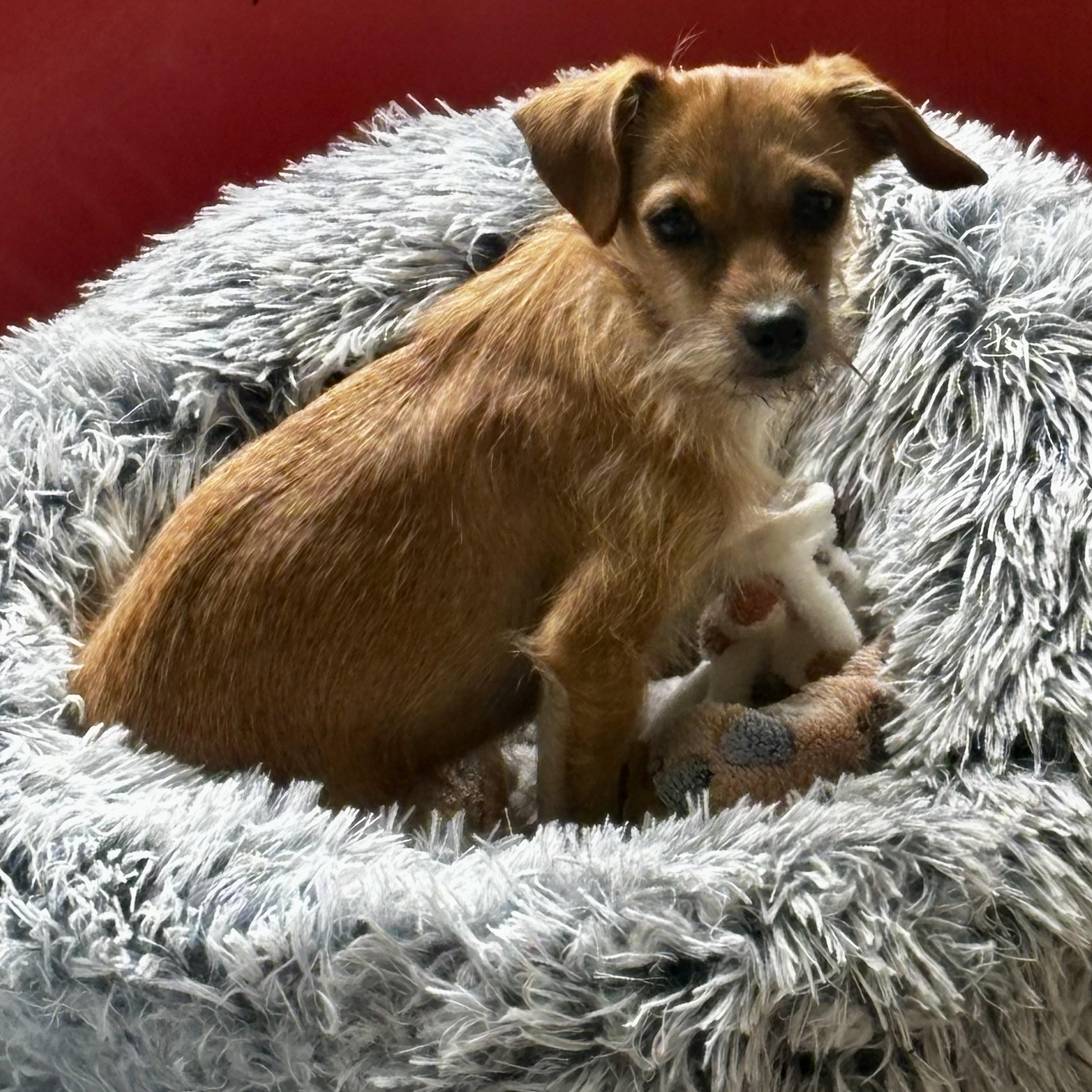 Barbie, an adoptable mixed breed in Los Angeles, CA image 1/4