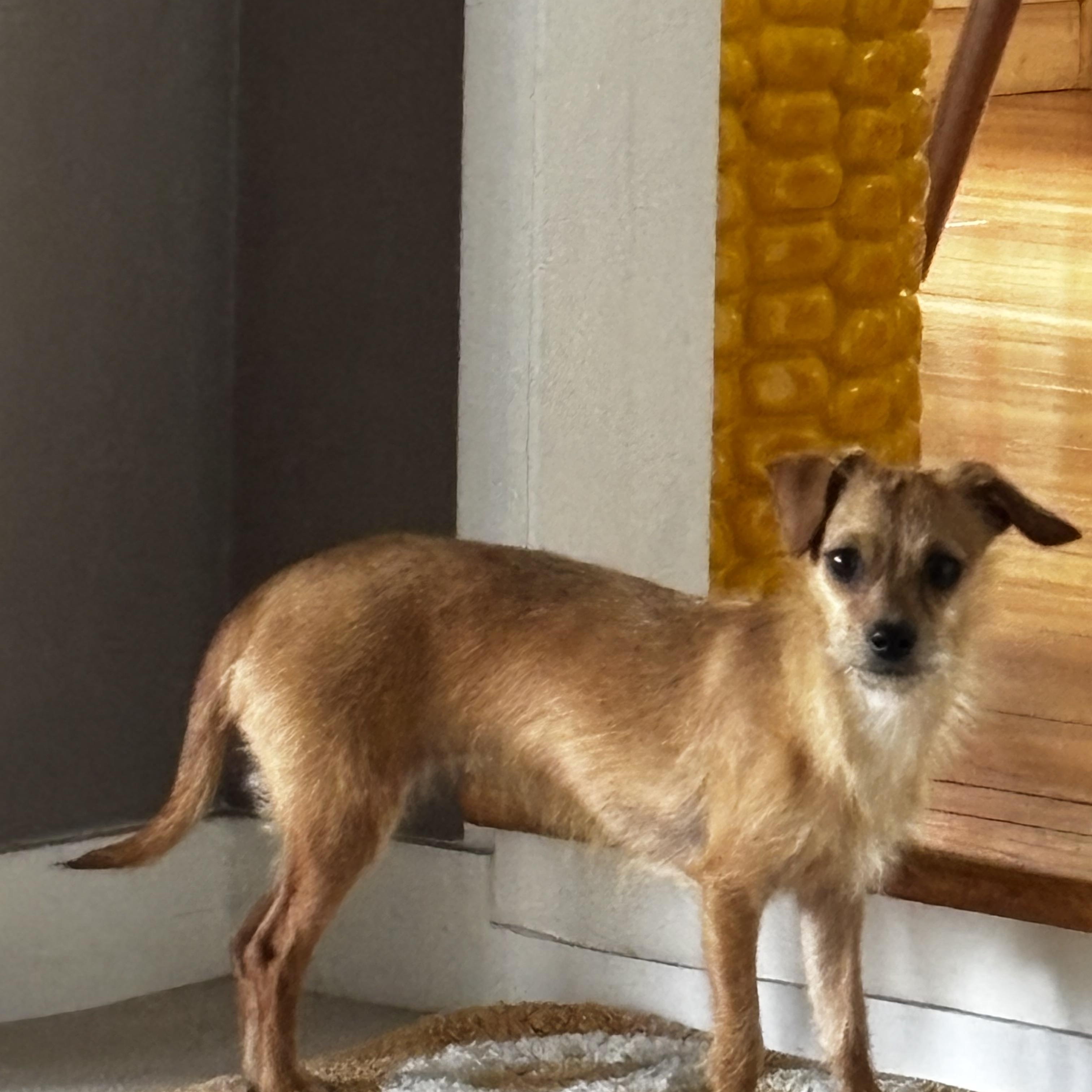 Barbie, an adoptable mixed breed in Los Angeles, CA image 4/4