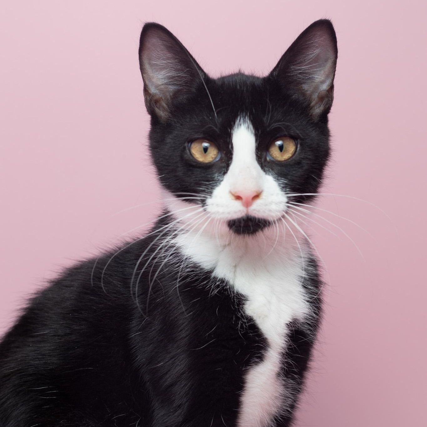Enlarge Ferry at Fat Cat Cafe, a Adoptable Domestic Short Hair in Tallahassee, FL image 2/4