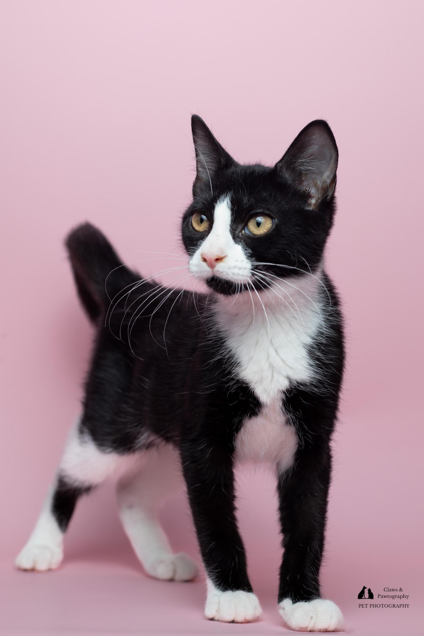 Enlarge Ferry at Fat Cat Cafe, a Adoptable Domestic Short Hair in Tallahassee, FL image 4/4