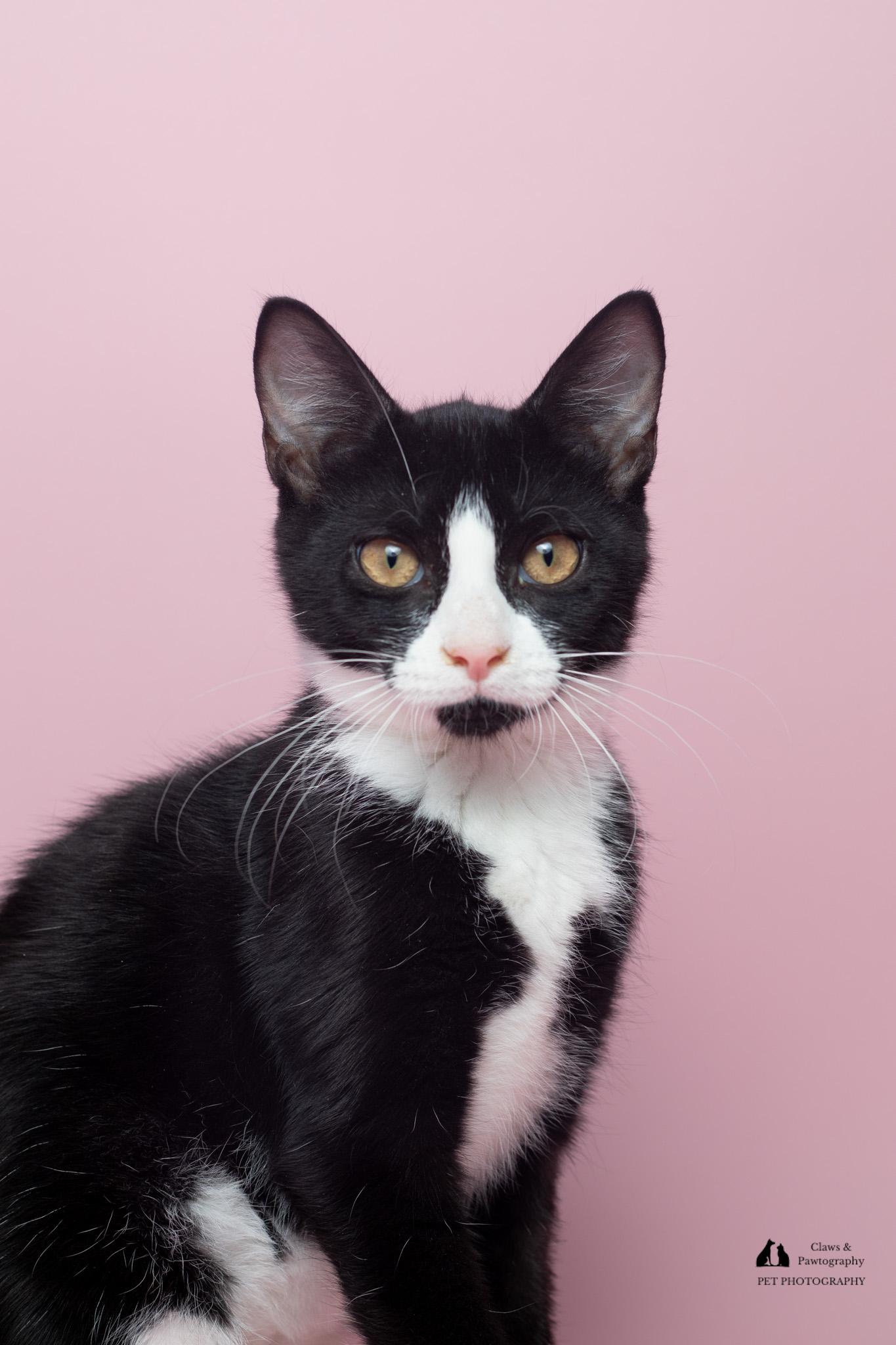Enlarge Ferry at Fat Cat Cafe, a Adoptable Domestic Short Hair in Tallahassee, FL image 3/4
