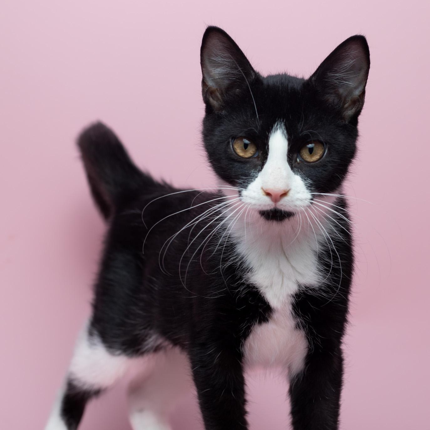 Ferry at Fat Cat Cafe, Adoptable, Kitten Male Domestic Short Hair.