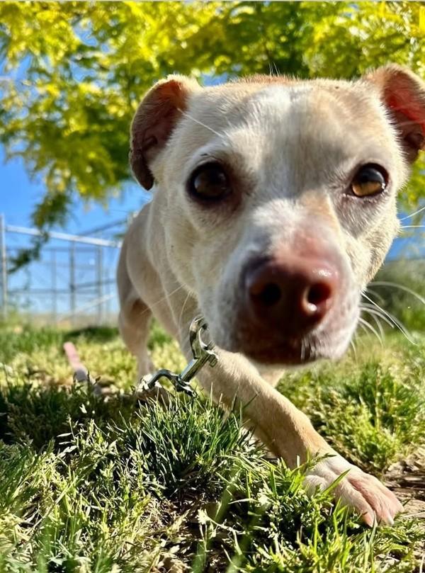 Enlarge Maple, a Adoptable mixed breed in Salem, OR image 1/1