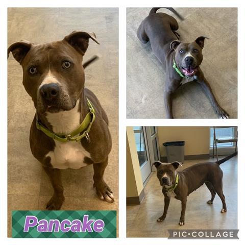 PANCAKE, Adoptable, Adult Female American Staffordshire Terrier & Mixed Breed.