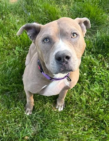 Enlarge PANCAKE, a Adoptable mixed breed in Akron, OH image 1/1