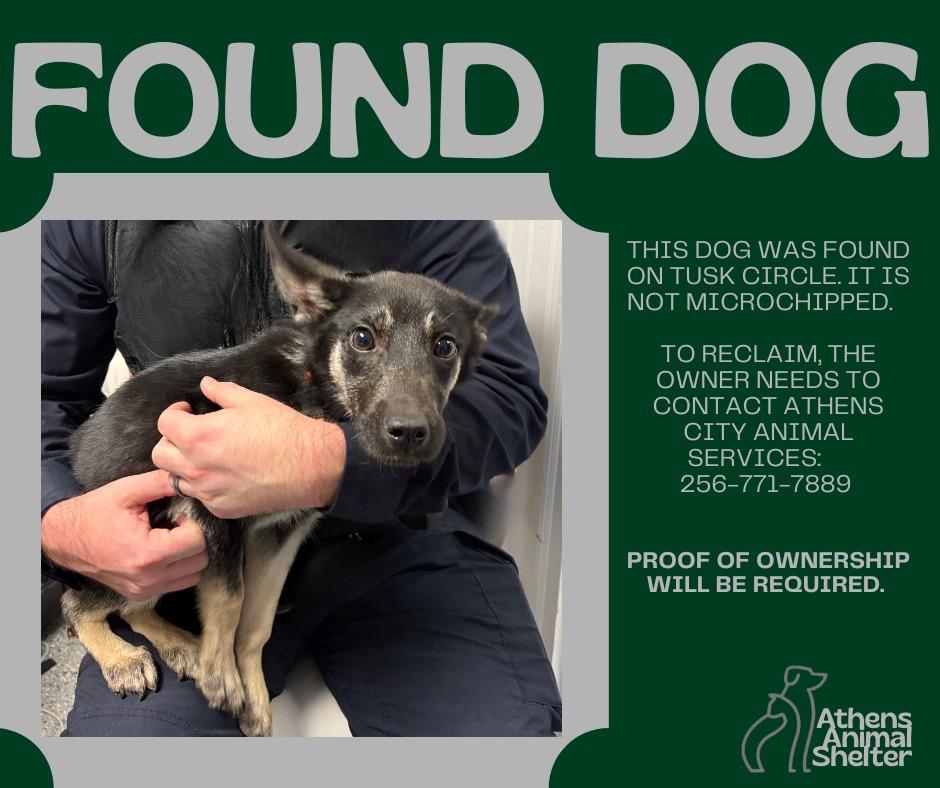 SAYA - STRAY HOLD UNTIL 1/27/2026, Adoptable, Young Female German Shepherd Dog.