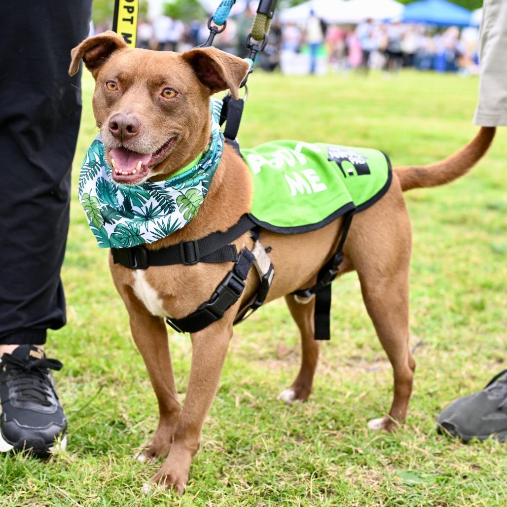 Snooker, a Adoptable Terrier in San Diego, CA image 3/6