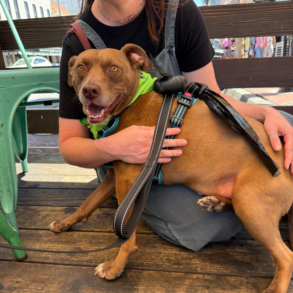 Snooker, a Adoptable Terrier in San Diego, CA image 5/6