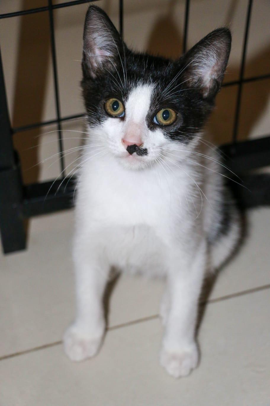 Enlarge CELLO (2.9 lbs), a Adoptable mixed breed in New York, NY image 3/6