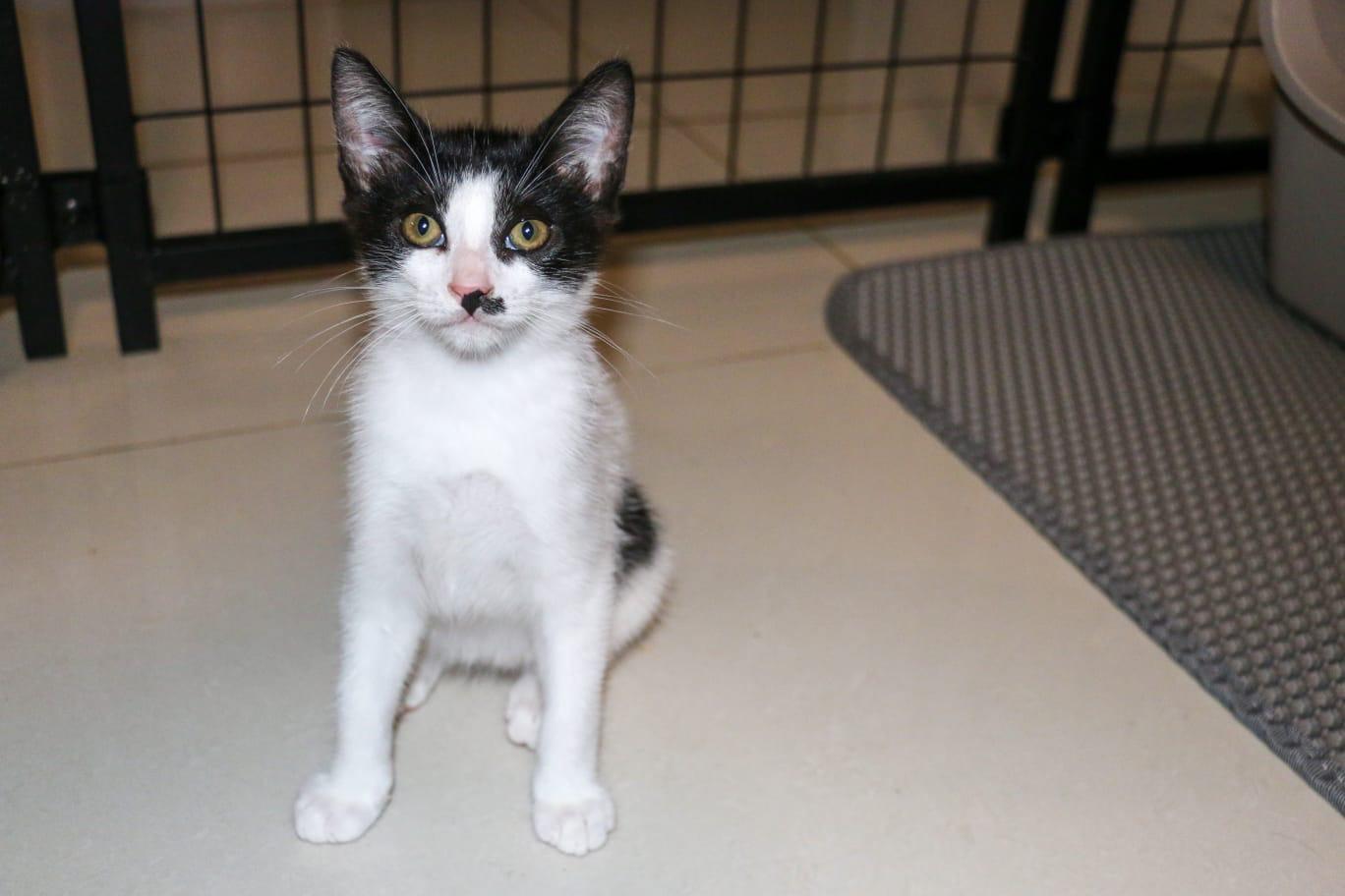 Enlarge CELLO (2.9 lbs), a Adoptable mixed breed in New York, NY image 2/6