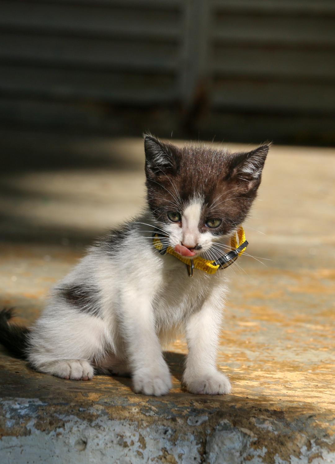 Enlarge CELLO (female, 1.6 lbs), a Adoptable mixed breed in New York, NY image 3/5
