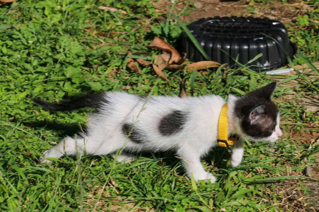 Enlarge CELLO (female, 1.6 lbs), a Adoptable mixed breed in New York, NY image 4/5