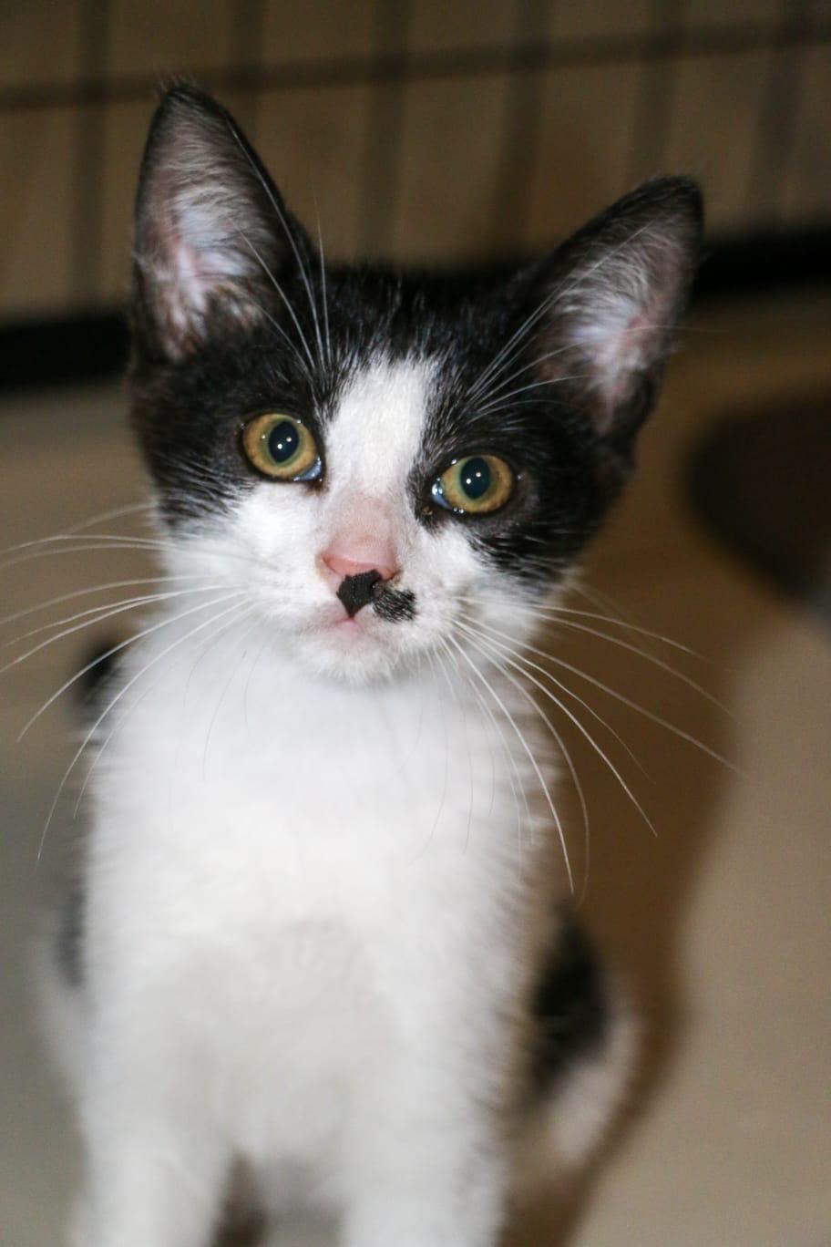 CELLO (2.9 lbs), Adoptable, Kitten Male Siamese & Domestic Medium Hair.