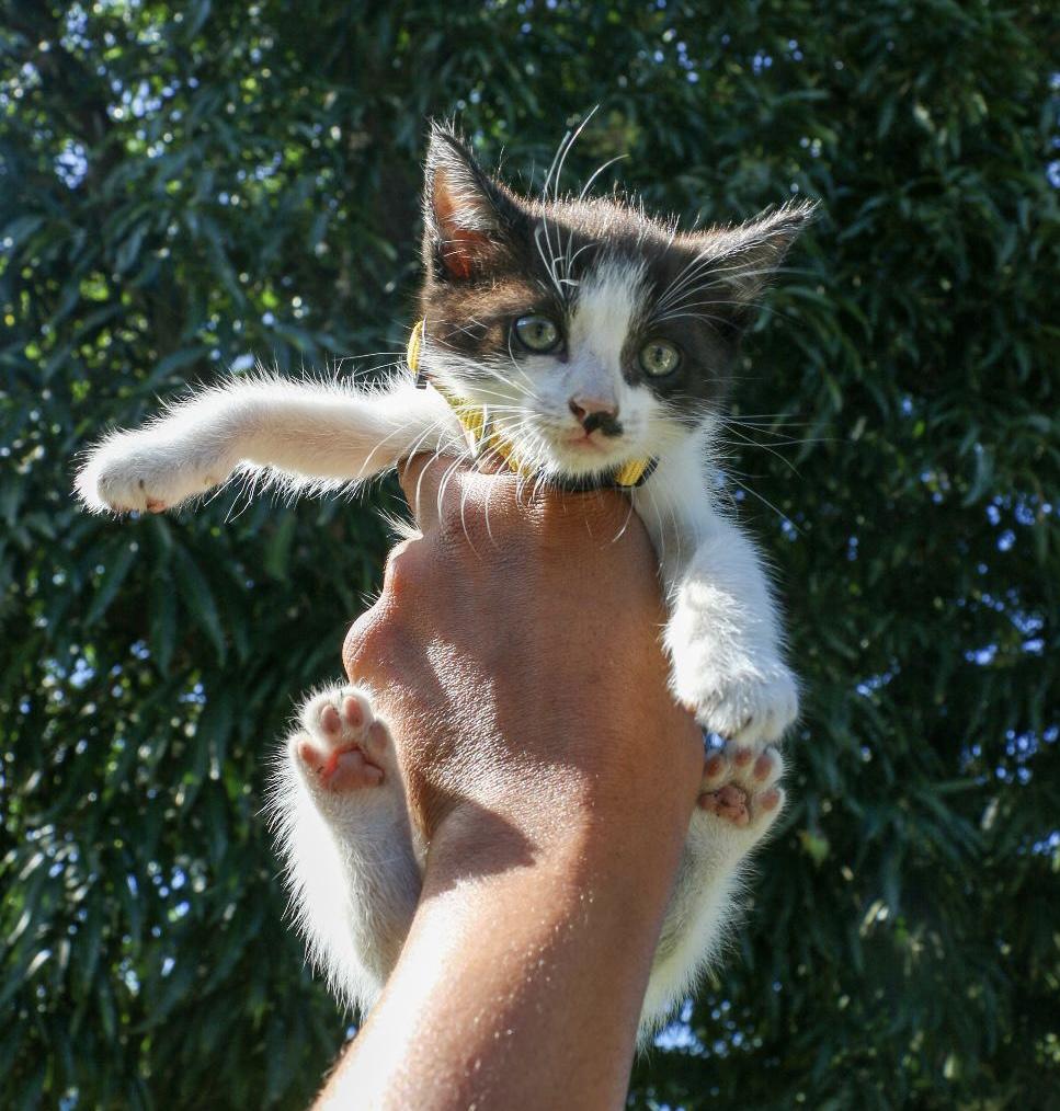 CELLO (female, 1.6 lbs), Adoptable, Kitten Female Siamese & Domestic Medium Hair.