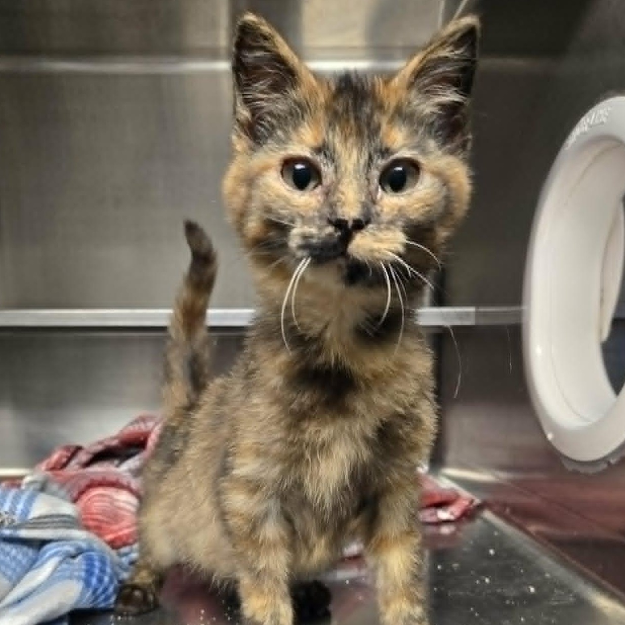 Enlarge Lyrica, a ADOPTABLE Domestic Short Hair in Watertown, WI image 2/3