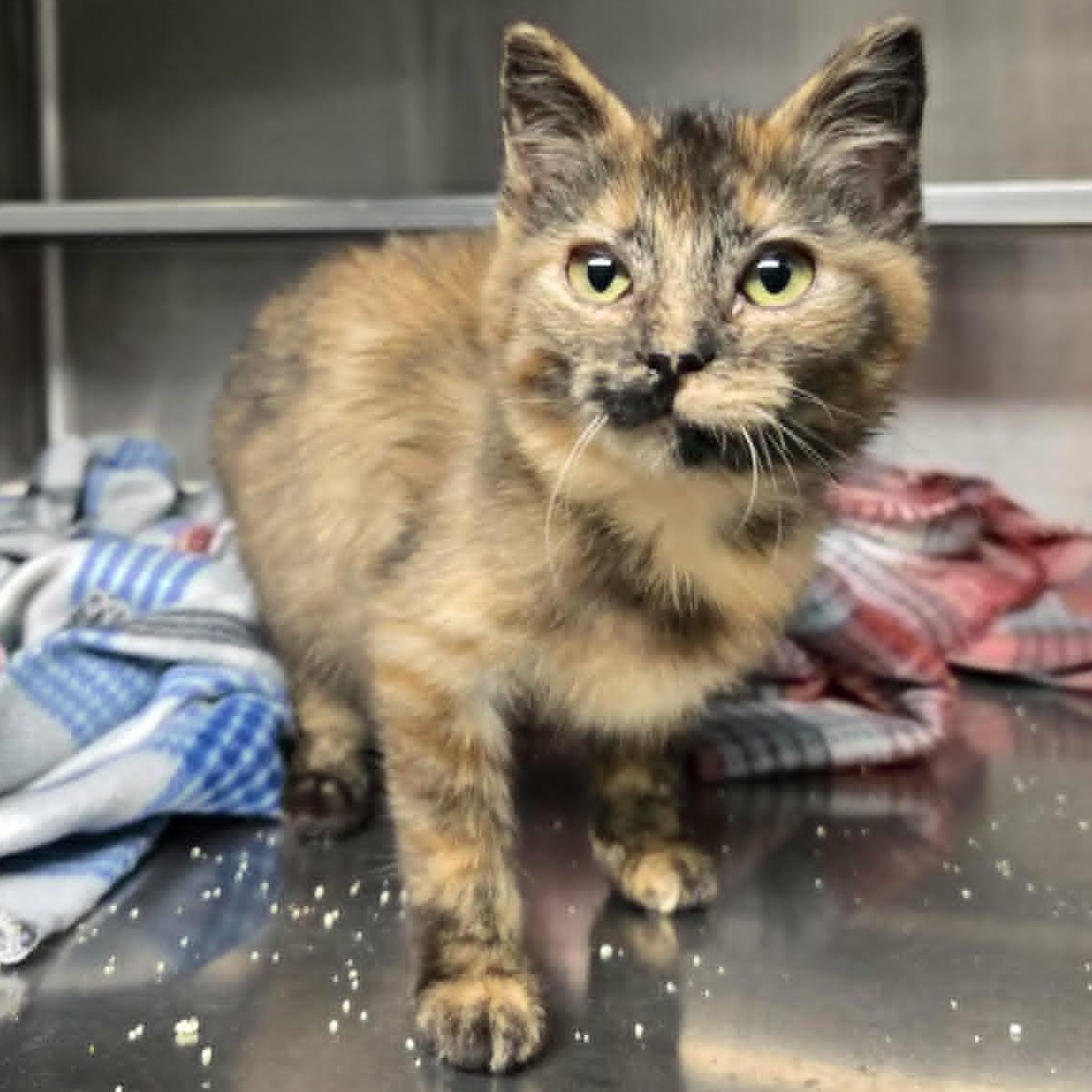 Lyrica, ADOPTABLE, Kitten Female Domestic Short Hair.