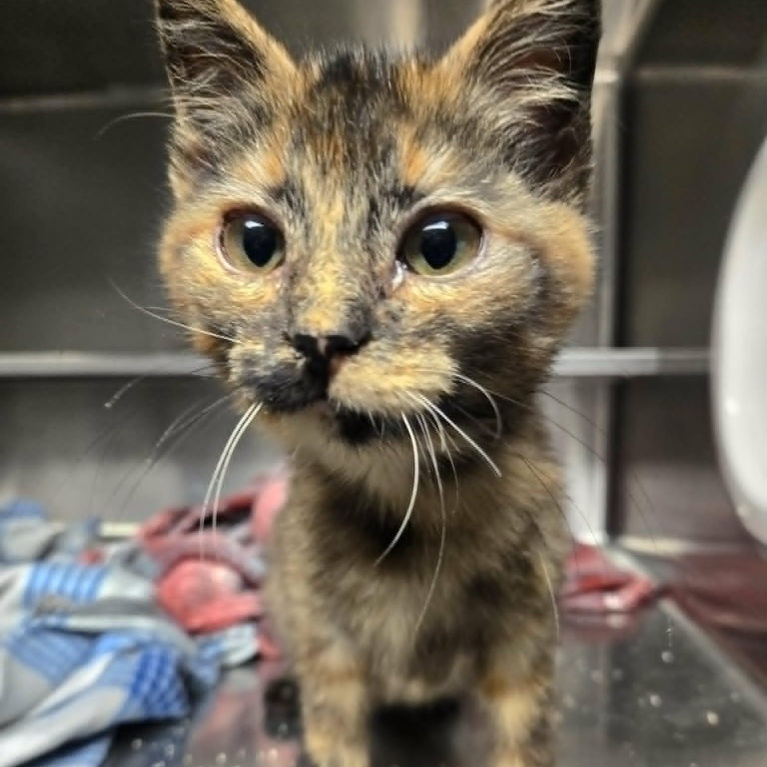 Enlarge Lyrica, a ADOPTABLE Domestic Short Hair in Watertown, WI image 3/3