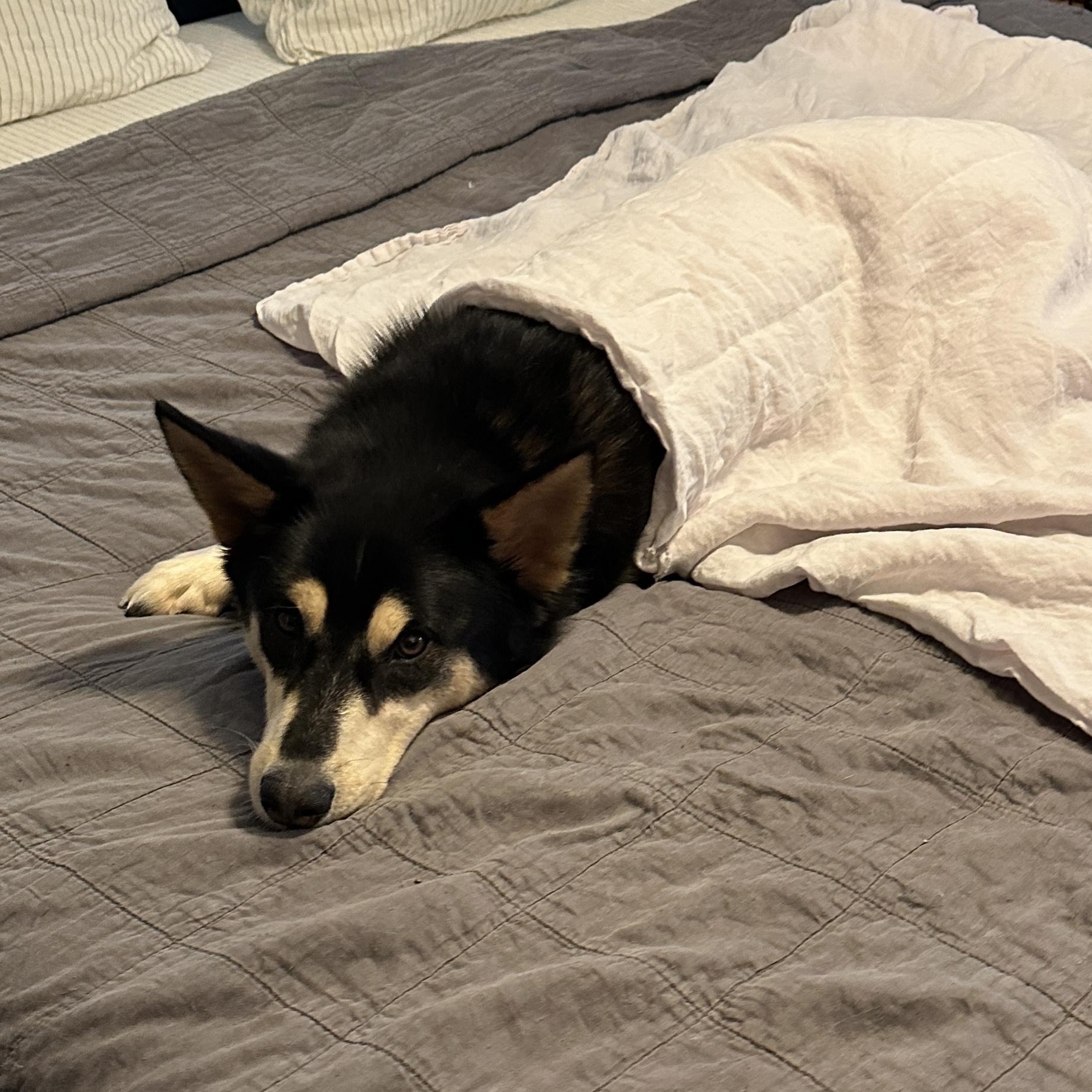 Tommy — thumbnail 2