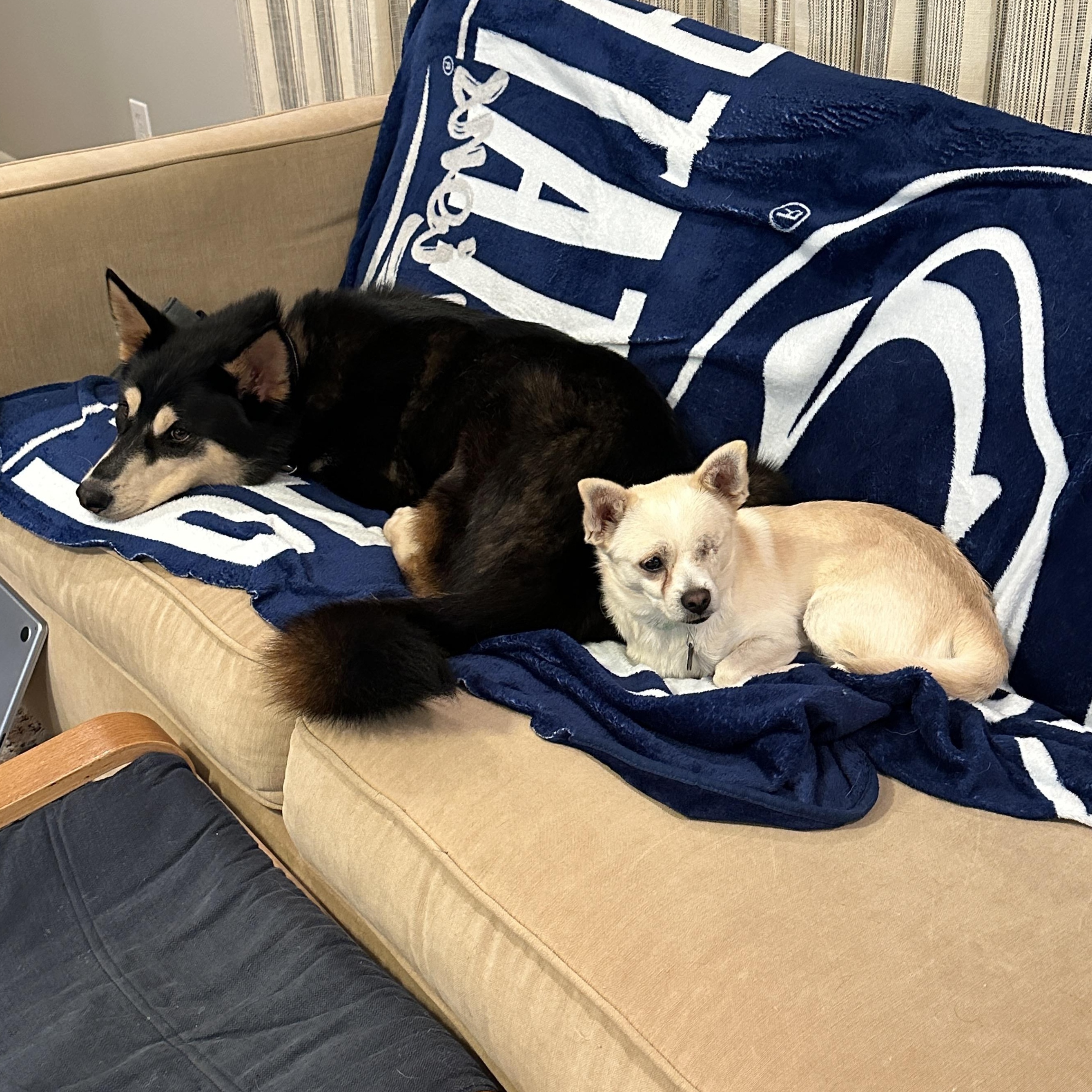 Tommy — thumbnail 3