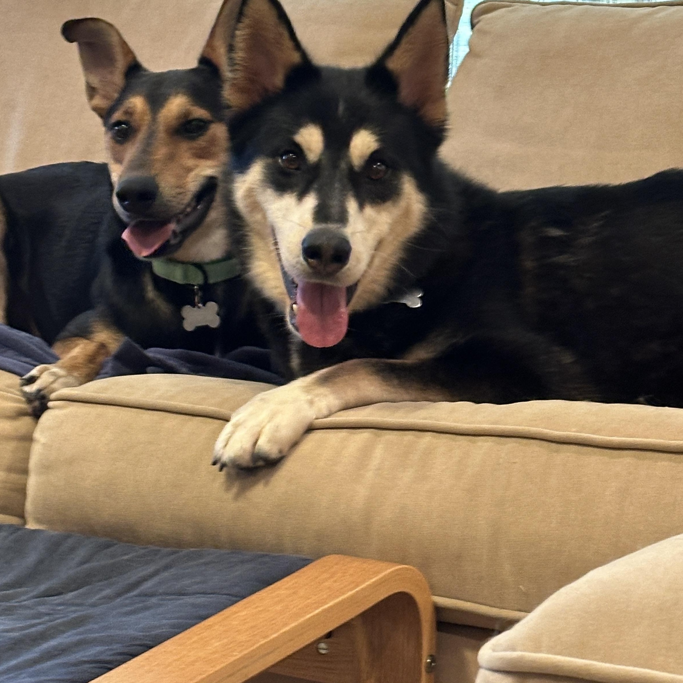 Tommy — thumbnail 4