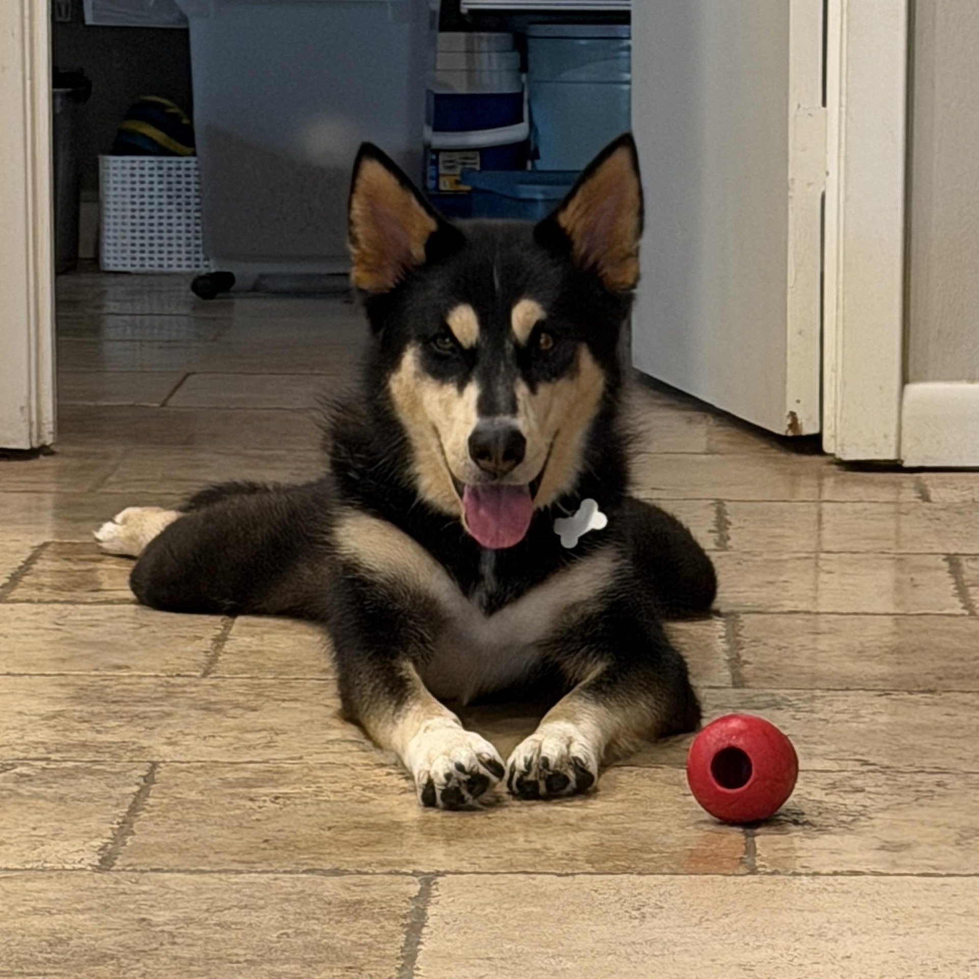 Tommy — thumbnail 5