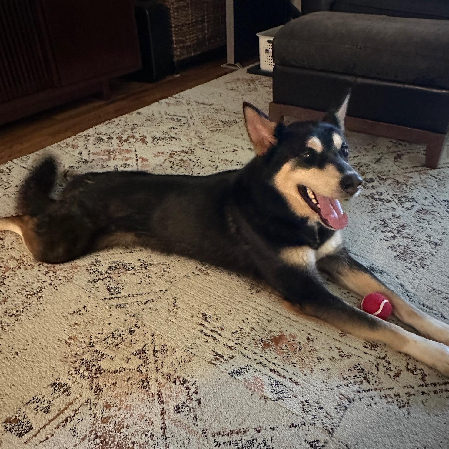 Tommy — thumbnail 6