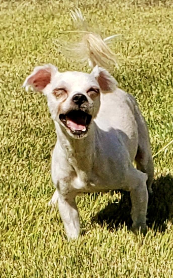 Jellyfish, Adopted, Adult Male Maltese & Shih Tzu.