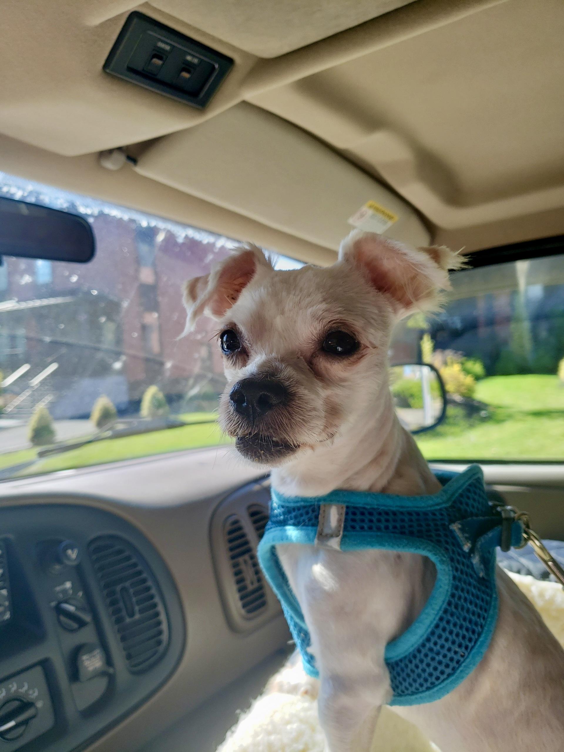 Enlarge Jellyfish, a Adopted mixed breed in Sag Harbor, NY image 3/6