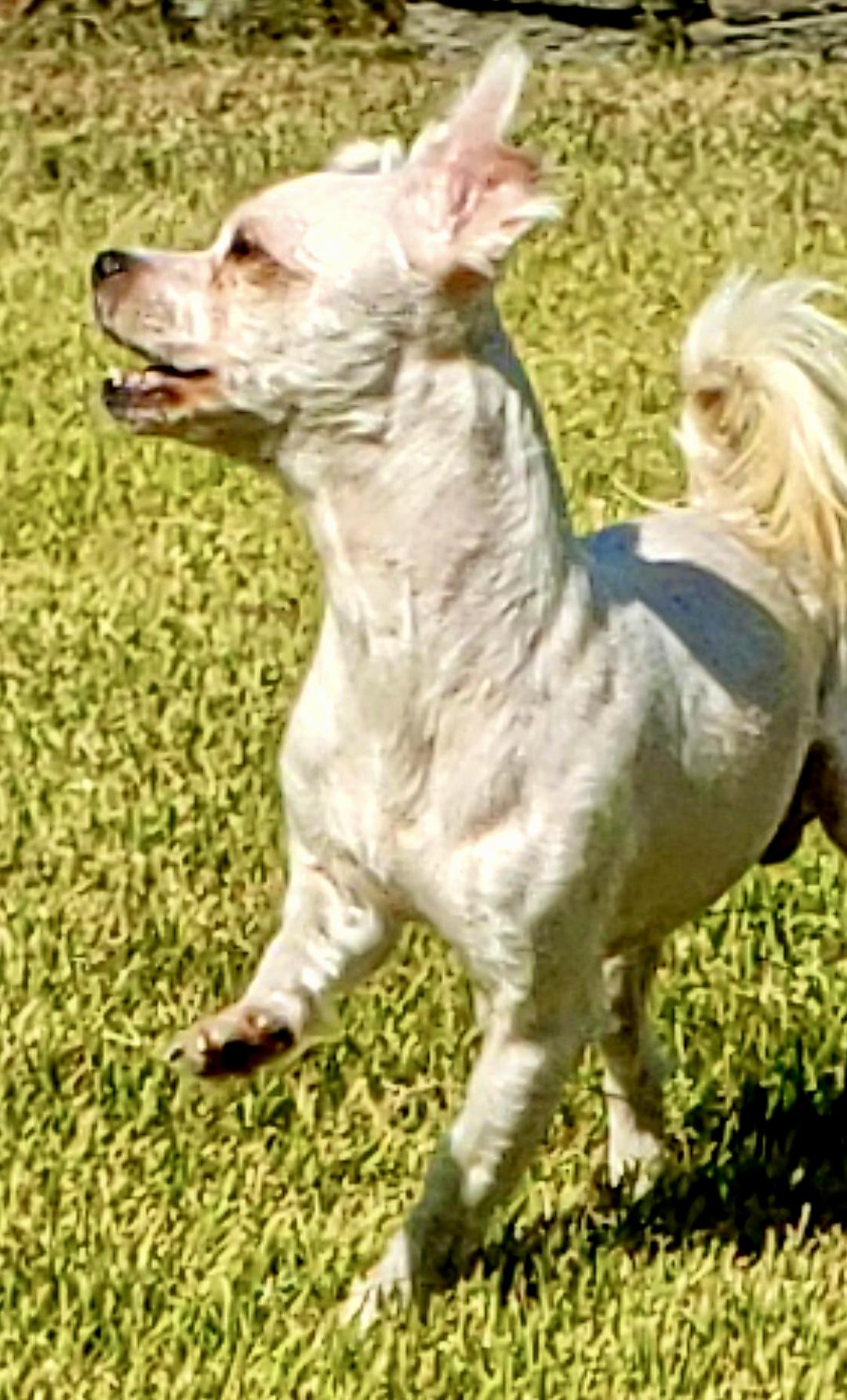 Enlarge Jellyfish, a Adopted mixed breed in Sag Harbor, NY image 4/6