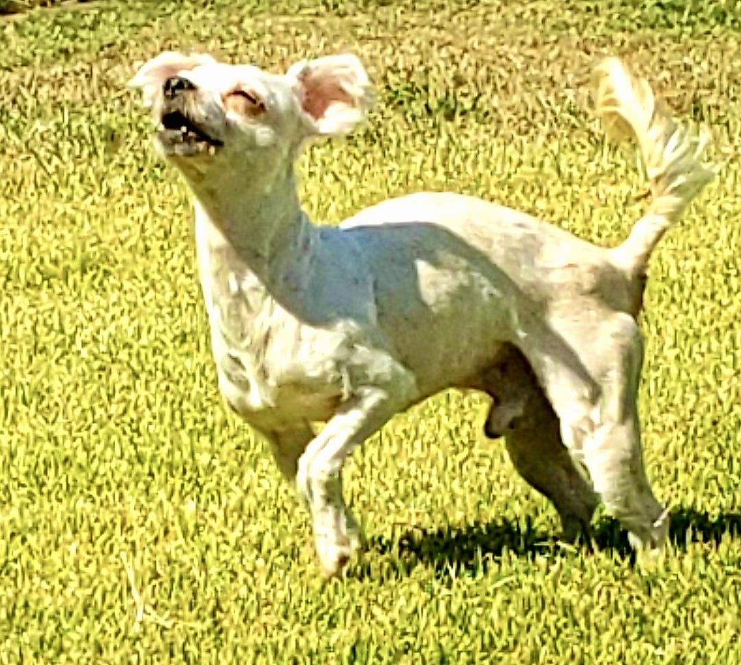 Enlarge Jellyfish, a Adopted mixed breed in Sag Harbor, NY image 5/6