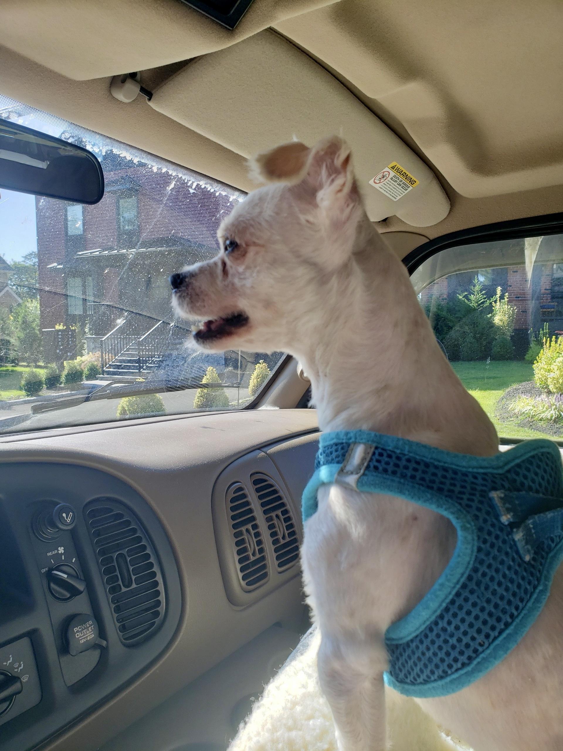 Enlarge Jellyfish, a Adopted mixed breed in Sag Harbor, NY image 6/6