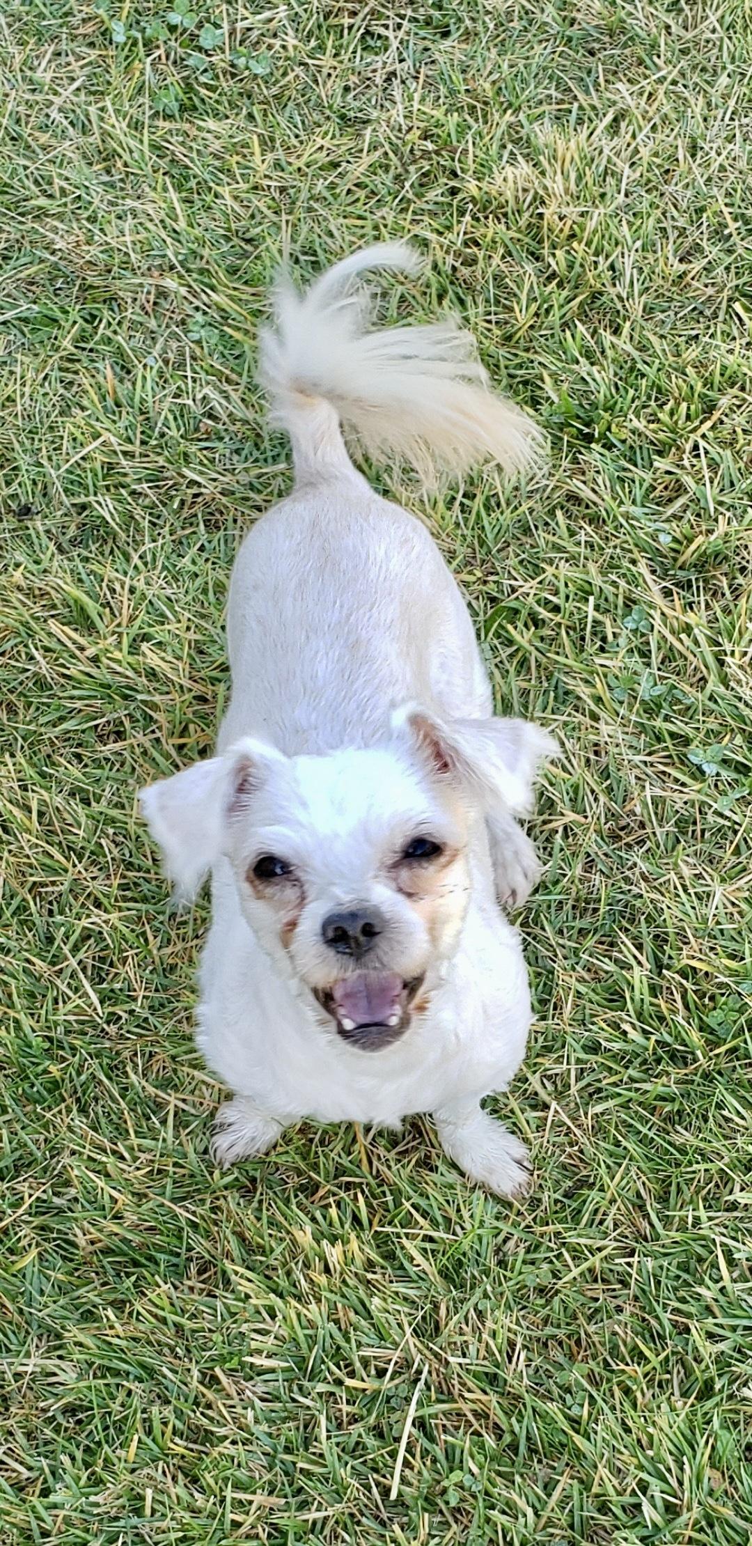 Jellyfish, Adopted, Adult Male Maltese & Shih Tzu.