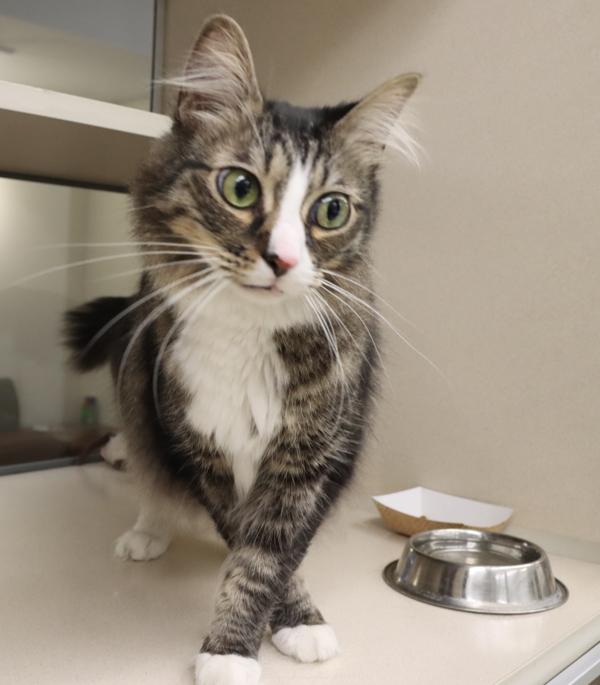 Enlarge Duncan, a Adoptable mixed breed in Houston, TX image 2/3