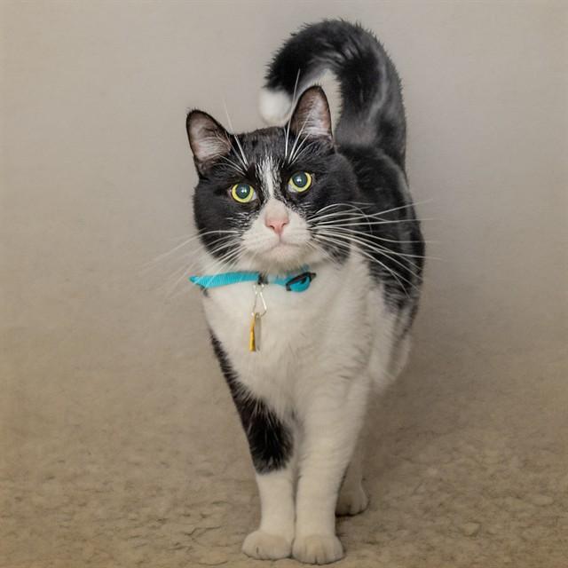 Enlarge DANTE, a Adoptable Domestic Short Hair in Saint Louis, MO image 1/1
