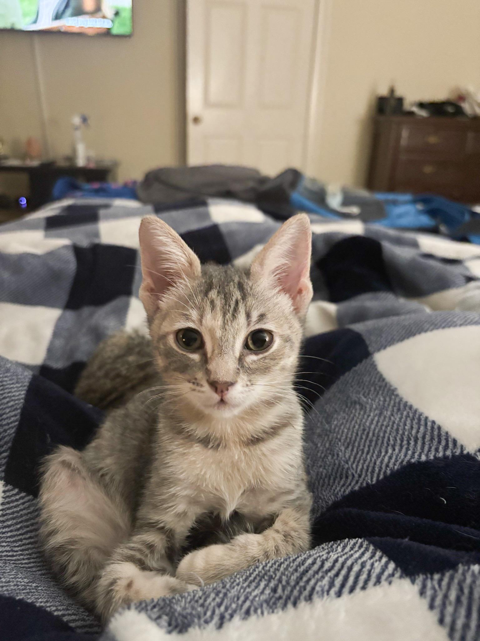 Enlarge Veronica, a Adopted Domestic Short Hair in Shreveport, LA image 3/3