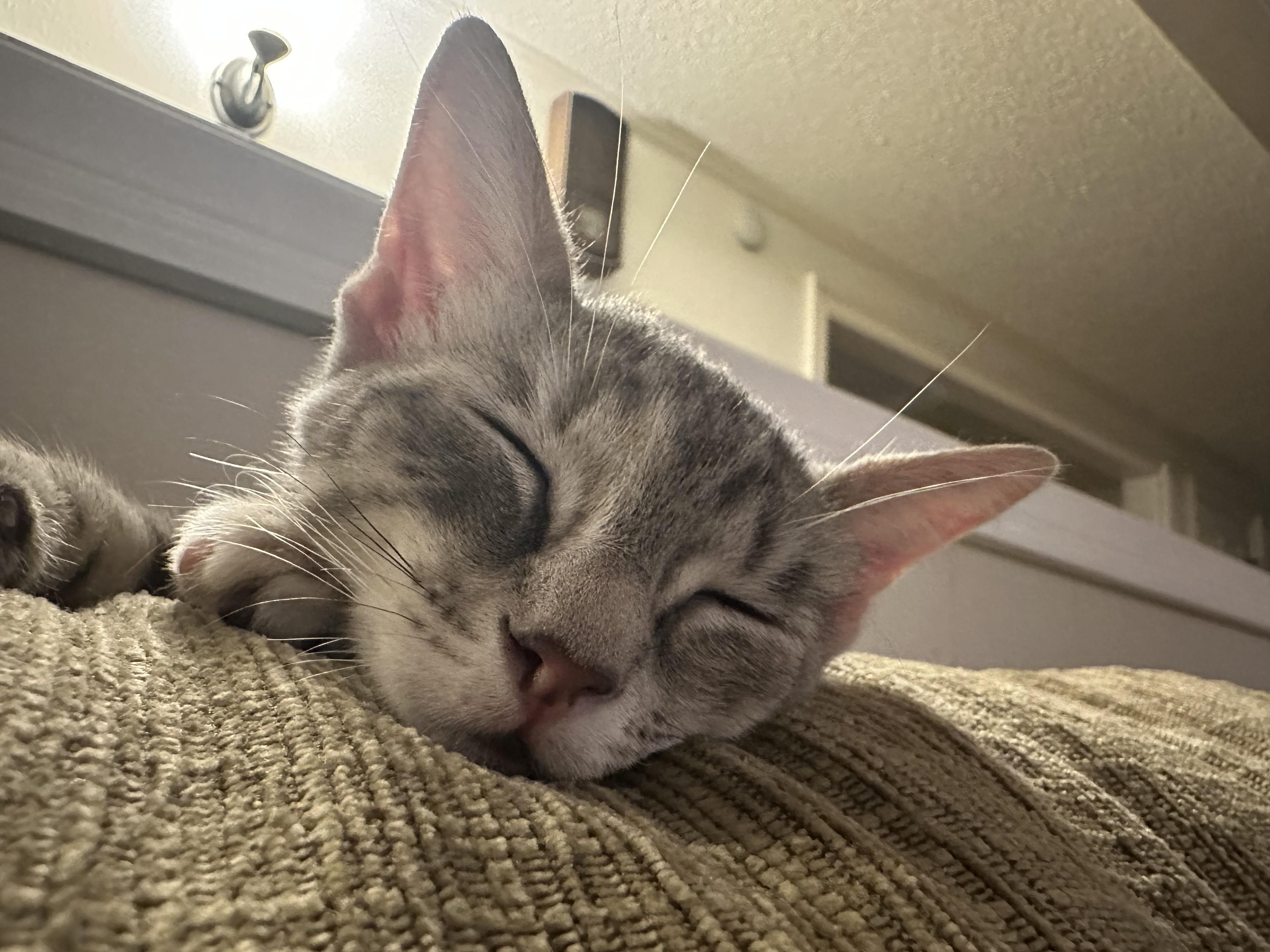 Veronica, Adopted, Young Female Domestic Short Hair.