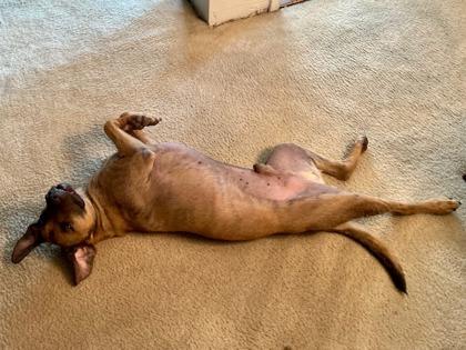 Callum (in foster), Adoptable, Adult Male Mixed Breed & Mixed Breed.