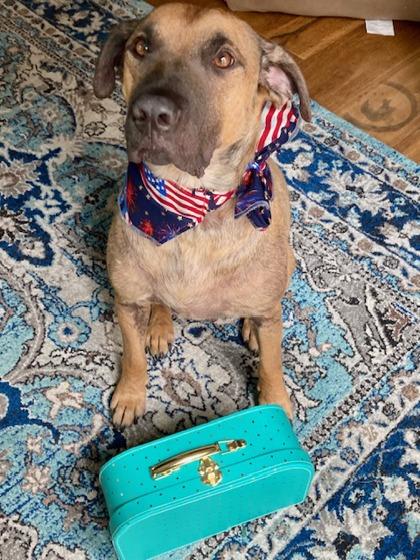 Callum (in foster), a Adoptable Mixed Breed in Atlanta, GA image 2/3