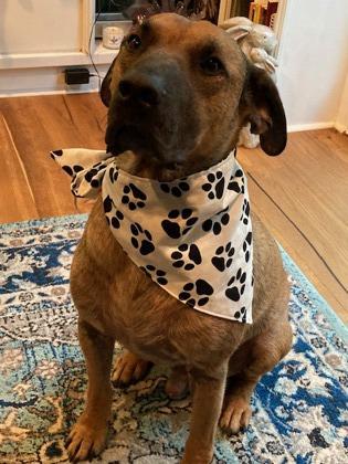 Callum (in foster), a Adoptable Mixed Breed in Atlanta, GA image 3/3