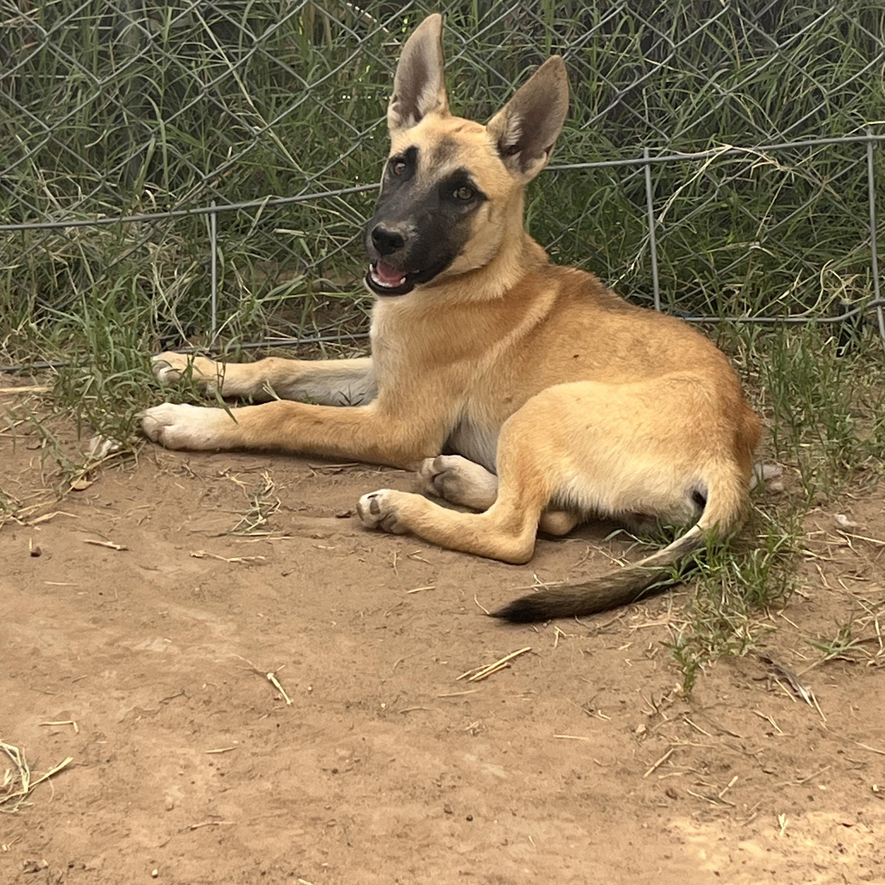 Gigi, Adoptable, Young Female German Shepherd Dog & Husky.