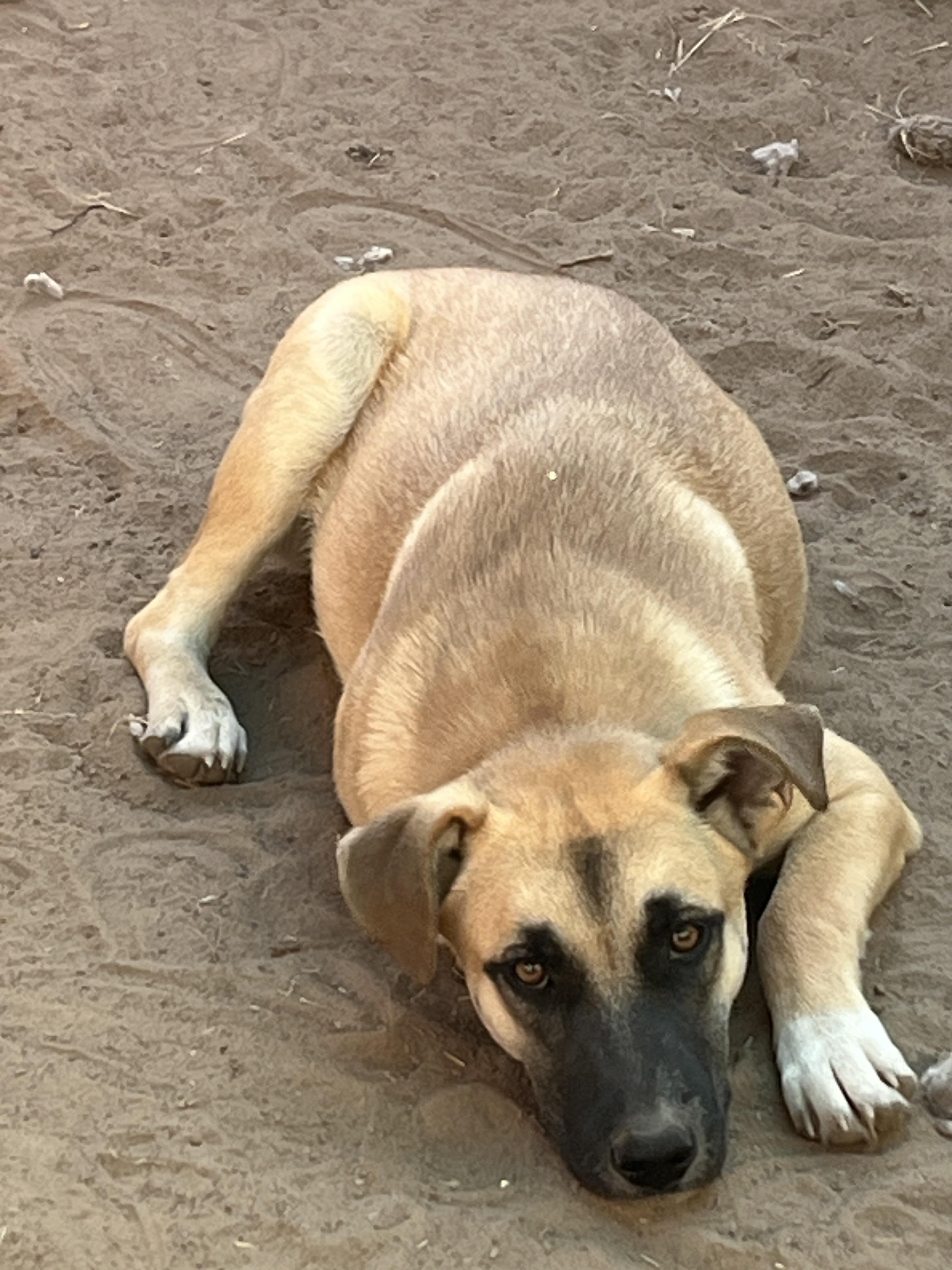 Gigi, a Adoptable mixed breed in Levelland, TX image 2/6