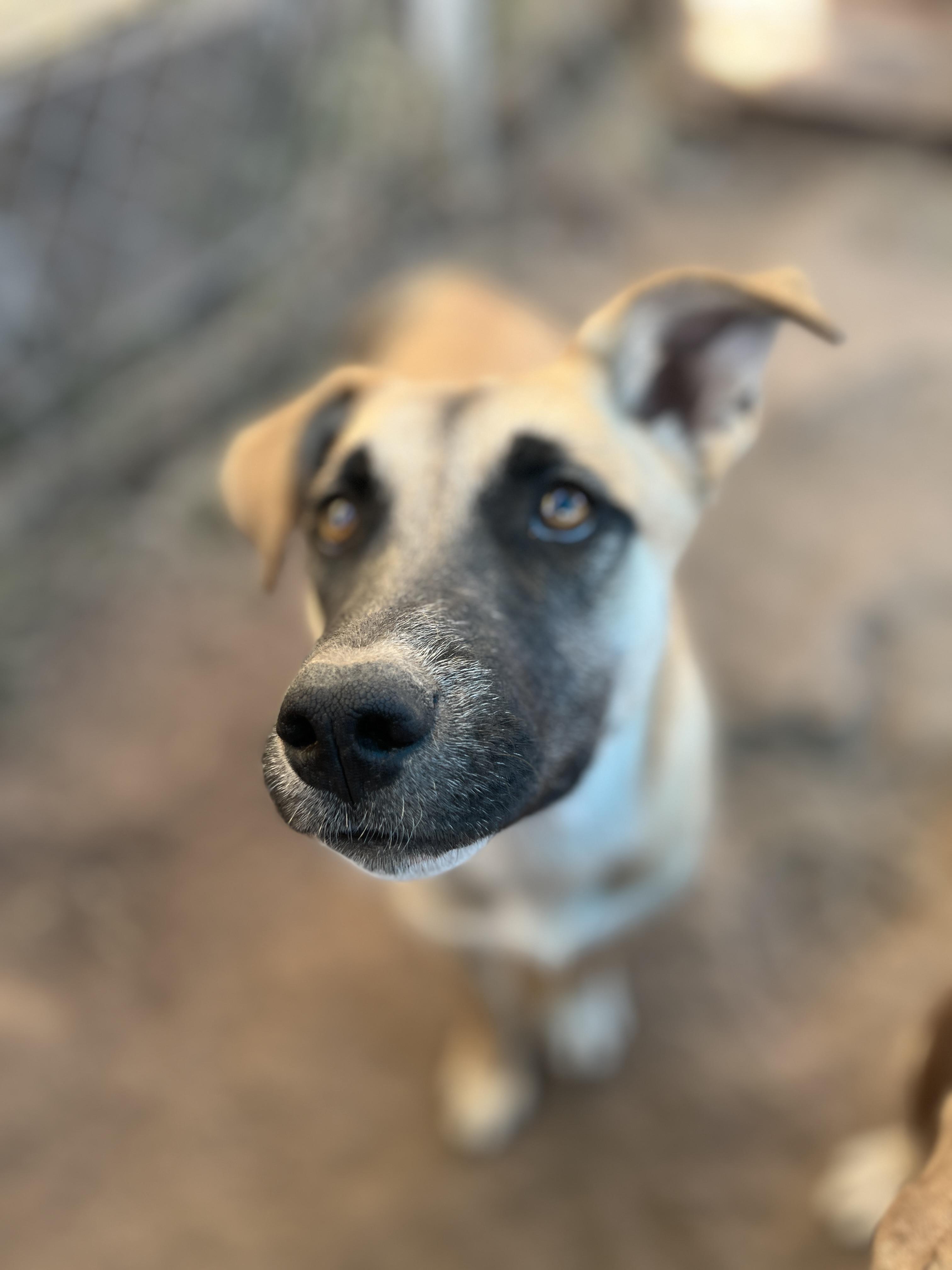 Gigi, a Adoptable mixed breed in Levelland, TX image 3/6