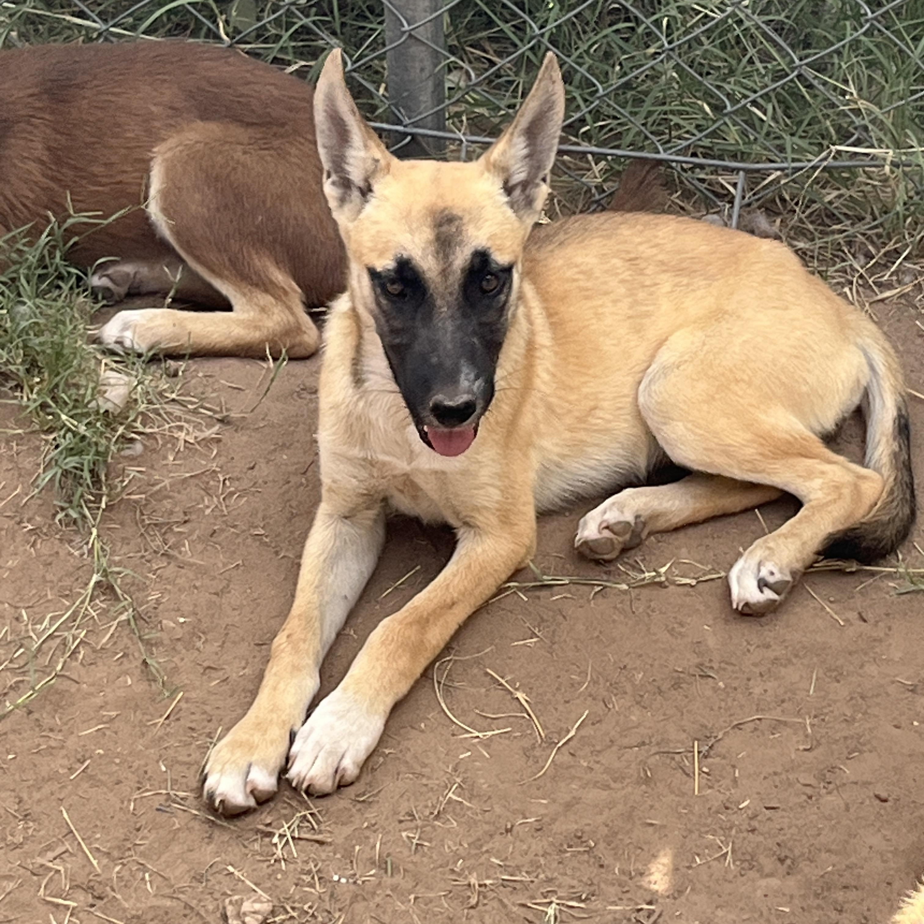 Gigi, a Adoptable mixed breed in Levelland, TX image 4/6