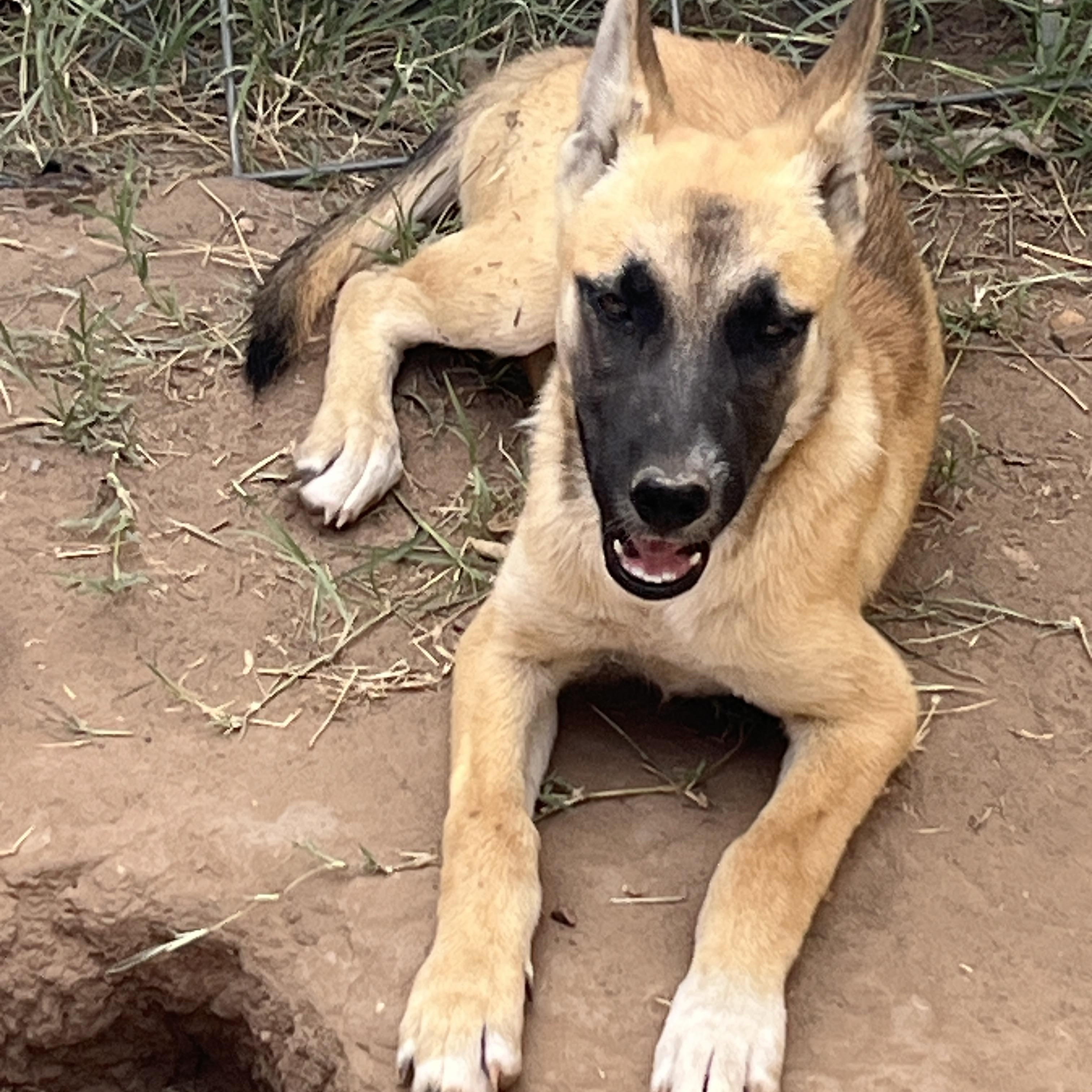 Gigi, a Adoptable mixed breed in Levelland, TX image 5/6