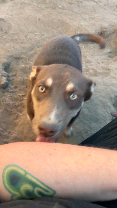 Enlarge Gigi, a Adoptable mixed breed in Levelland, TX video 6/6