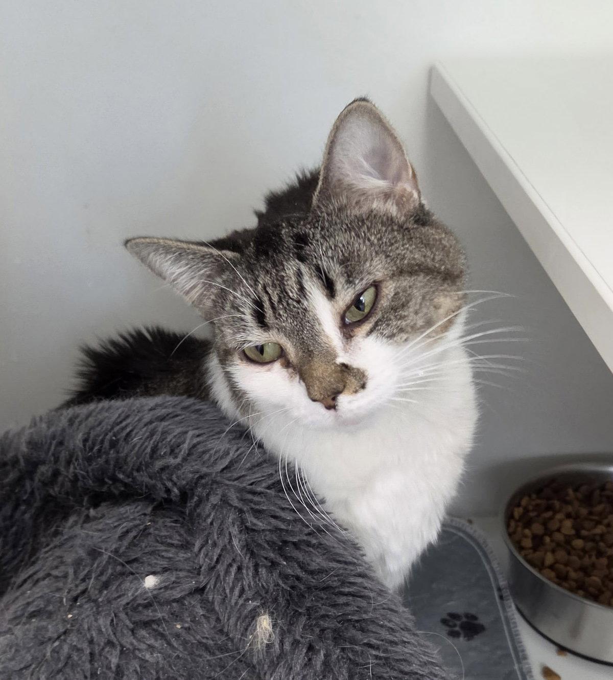 Honey Pot, Adoptable, Young Female Domestic Short Hair.