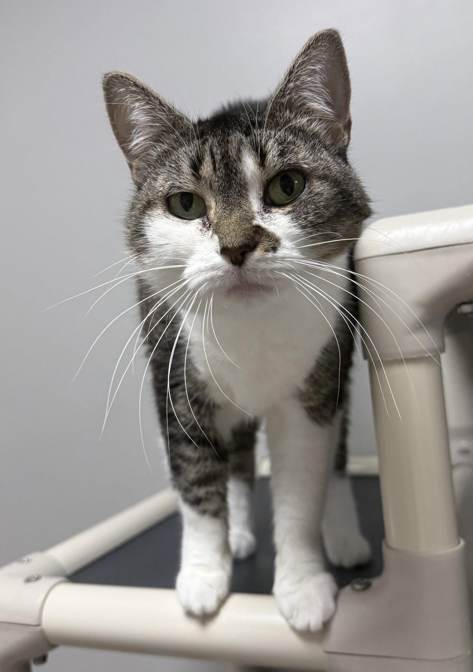 Honey Pot, a Adoptable Domestic Short Hair in Satellite Beach, FL image 2/3
